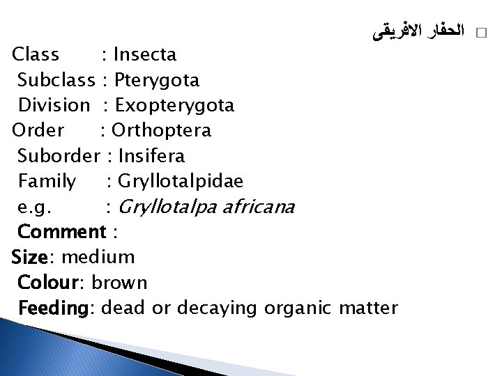  ﺍﻟﺤﻔﺎﺭ ﺍﻻﻓﺮﻳﻘﻰ Class : Insecta Subclass : Pterygota Division : Exopterygota Order :