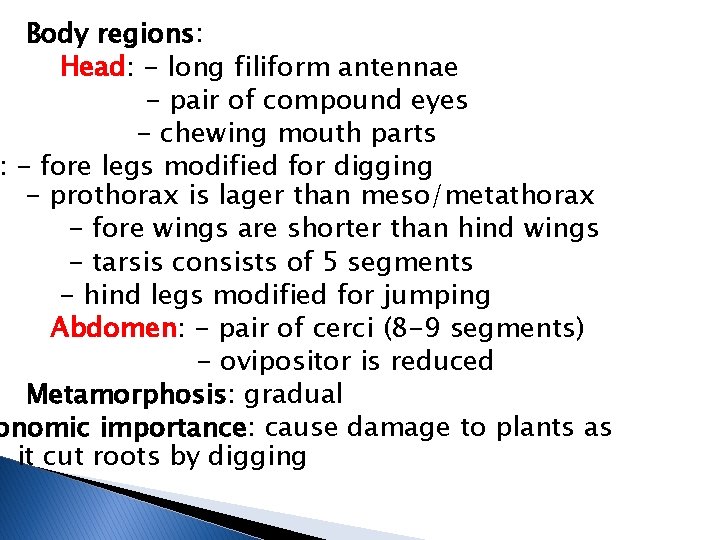 Body regions: Head: - long filiform antennae - pair of compound eyes - chewing