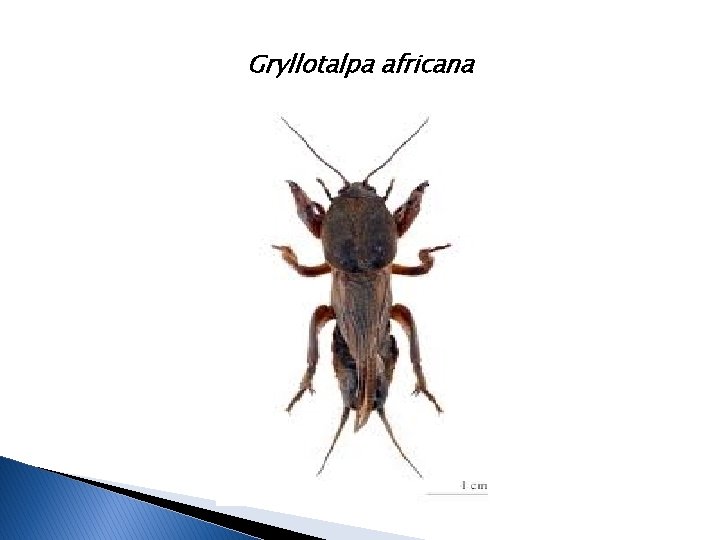 Gryllotalpa africana 