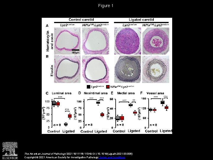 Figure 1 The American Journal of Pathology 2021 1911118 -1134 DOI: (10. 1016/j. ajpath.