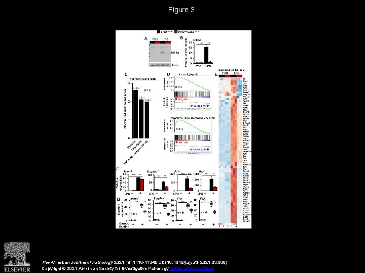 Figure 3 The American Journal of Pathology 2021 1911118 -1134 DOI: (10. 1016/j. ajpath.