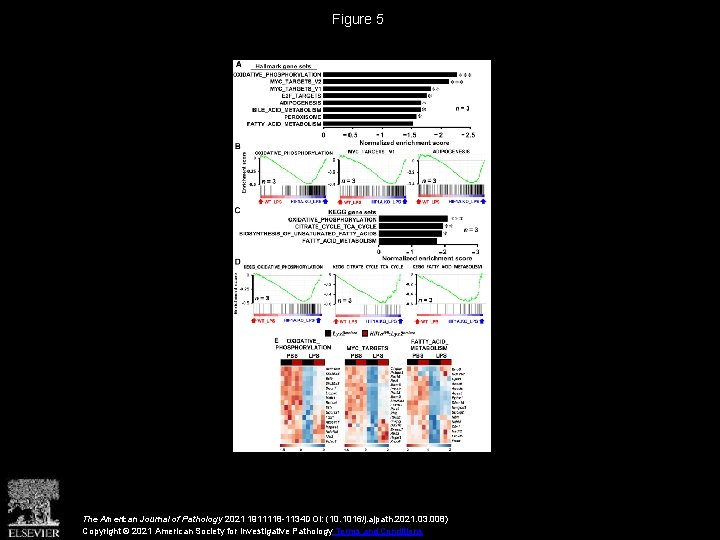 Figure 5 The American Journal of Pathology 2021 1911118 -1134 DOI: (10. 1016/j. ajpath.