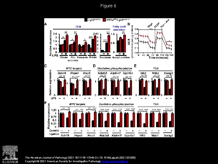 Figure 6 The American Journal of Pathology 2021 1911118 -1134 DOI: (10. 1016/j. ajpath.