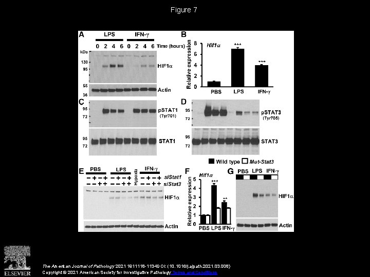 Figure 7 The American Journal of Pathology 2021 1911118 -1134 DOI: (10. 1016/j. ajpath.