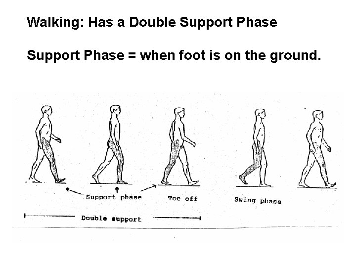 Walking: Has a Double Support Phase = when foot is on the ground. 