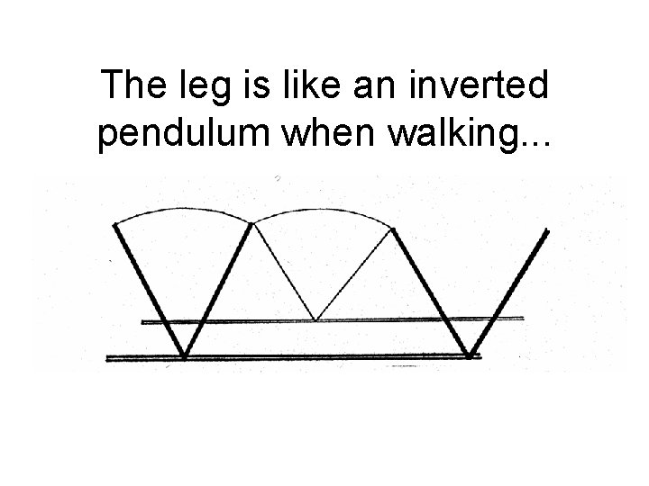 The leg is like an inverted pendulum when walking. . . 