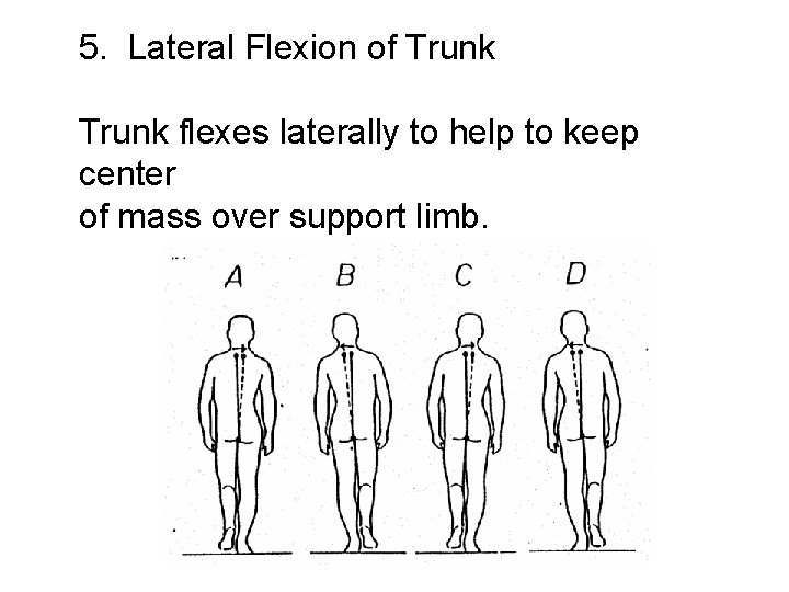 5. Lateral Flexion of Trunk flexes laterally to help to keep center of mass