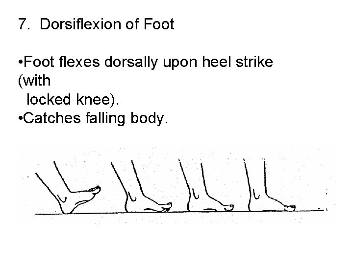 7. Dorsiflexion of Foot • Foot flexes dorsally upon heel strike (with locked knee).