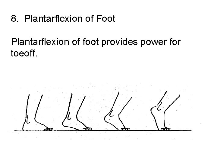 8. Plantarflexion of Foot Plantarflexion of foot provides power for toeoff. 