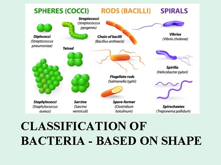 CLASSIFICATION OF BACTERIA - BASED ON SHAPE 
