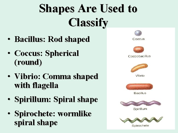 Shapes Are Used to Classify • Bacillus: Rod shaped • Coccus: Spherical (round) •