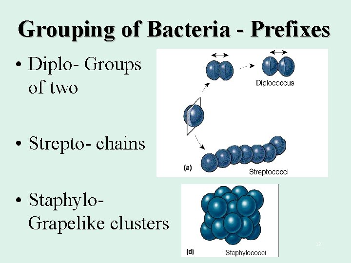 Grouping of Bacteria - Prefixes • Diplo- Groups of two • Strepto- chains •
