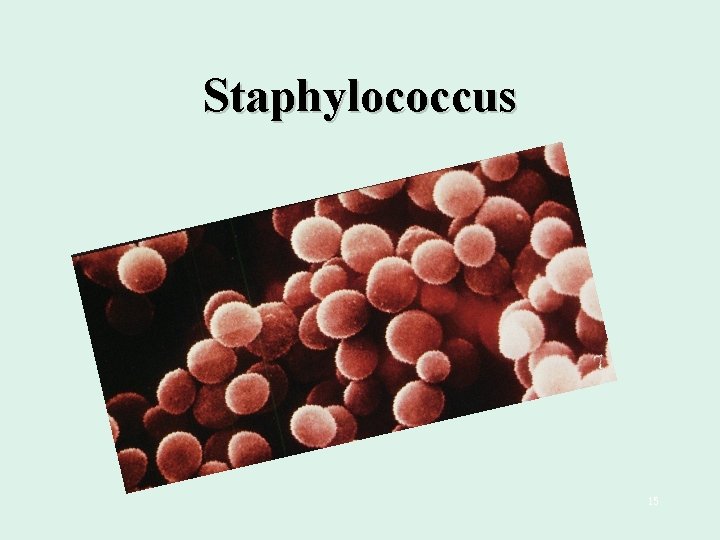 Staphylococcus 15 