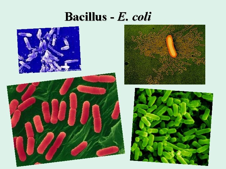 Bacillus - E. coli 16 