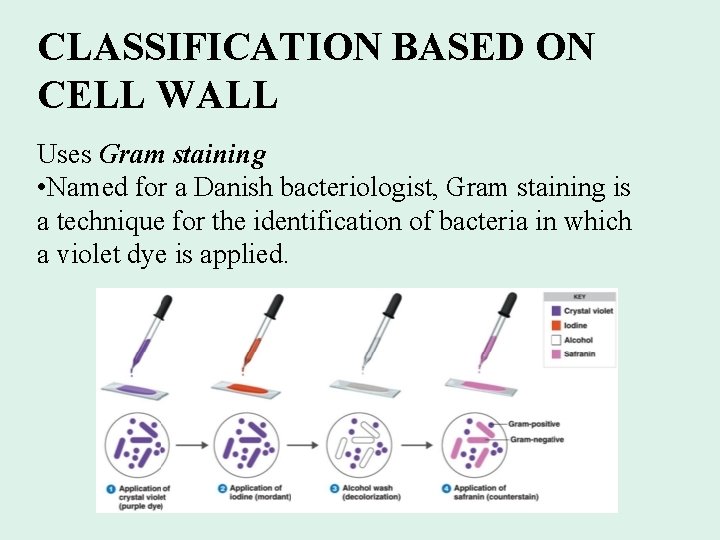 CLASSIFICATION BASED ON CELL WALL Uses Gram staining • Named for a Danish bacteriologist,