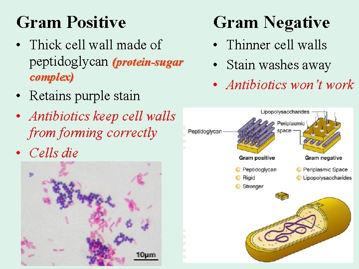 Gram Positive Gram Negative • Thick cell wall made of peptidoglycan (protein-sugar • Thinner