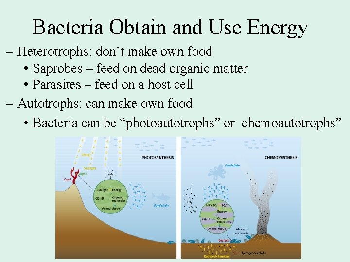 Bacteria Obtain and Use Energy – Heterotrophs: don’t make own food • Saprobes –