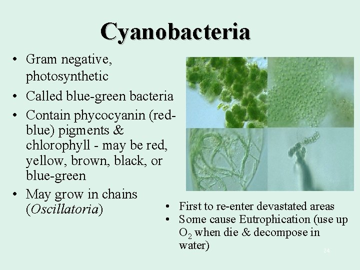 Cyanobacteria • Gram negative, photosynthetic • Called blue-green bacteria • Contain phycocyanin (redblue) pigments