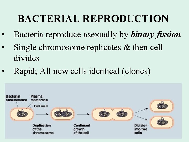 BACTERIAL REPRODUCTION • Bacteria reproduce asexually by binary fission • Single chromosome replicates &