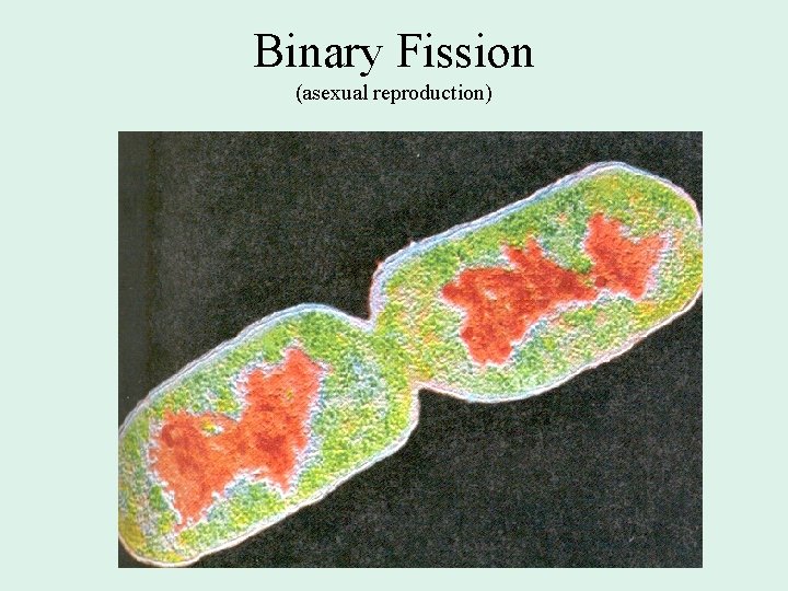 Binary Fission (asexual reproduction) 