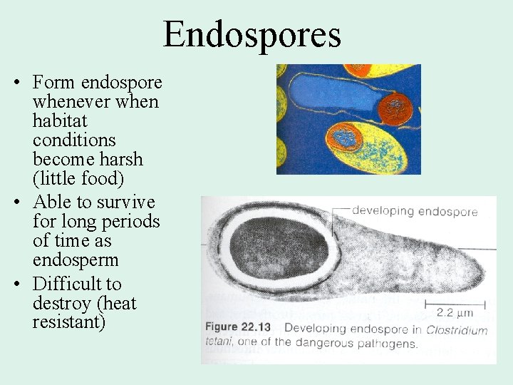 Endospores • Form endospore whenever when habitat conditions become harsh (little food) • Able