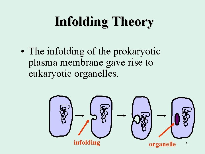 Infolding Theory • The infolding of the prokaryotic plasma membrane gave rise to eukaryotic