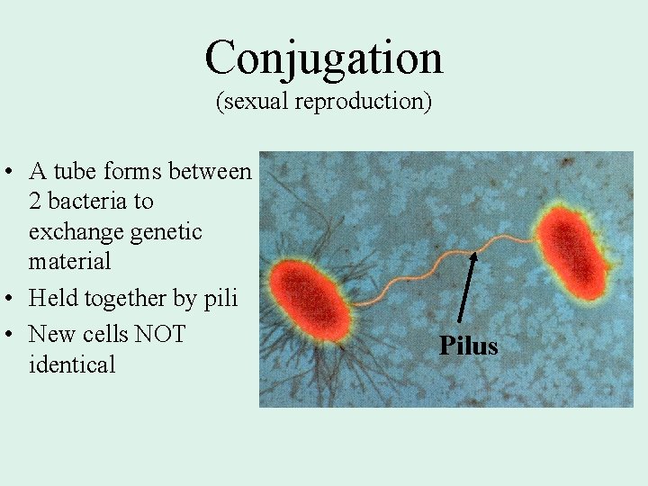 Conjugation (sexual reproduction) • A tube forms between 2 bacteria to exchange genetic material