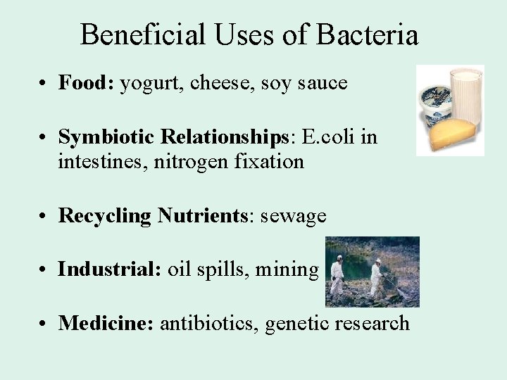 Beneficial Uses of Bacteria • Food: yogurt, cheese, soy sauce • Symbiotic Relationships: E.