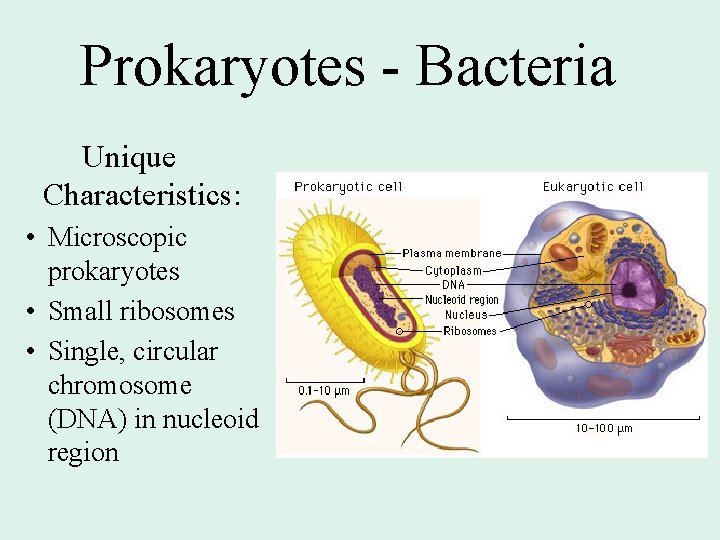 Prokaryotes - Bacteria Unique Characteristics: • Microscopic prokaryotes • Small ribosomes • Single, circular