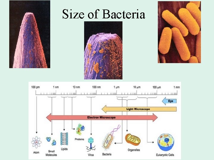 Size of Bacteria 