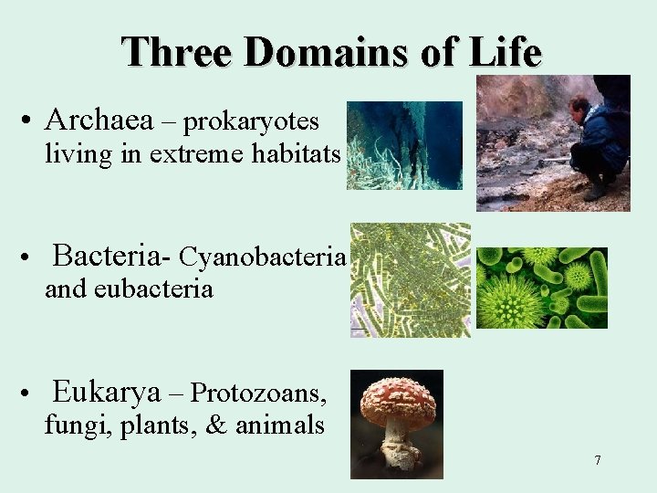 Three Domains of Life • Archaea – prokaryotes living in extreme habitats • Bacteria-