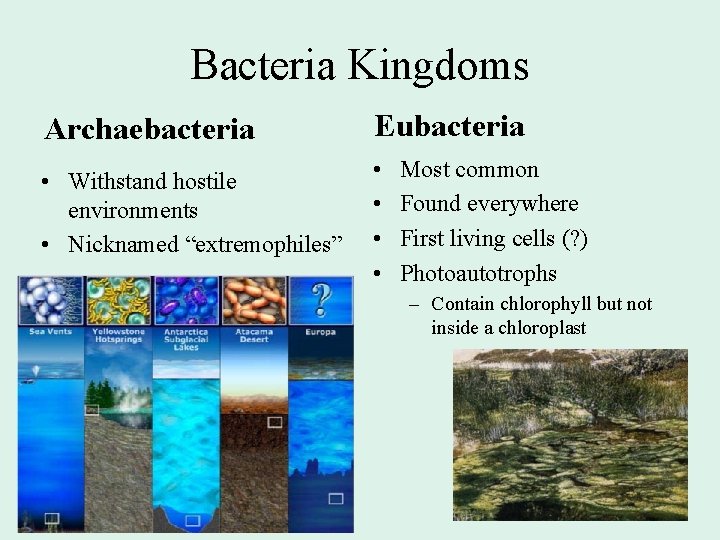 Bacteria Kingdoms Archaebacteria Eubacteria • Withstand hostile environments • Nicknamed “extremophiles” • • Most