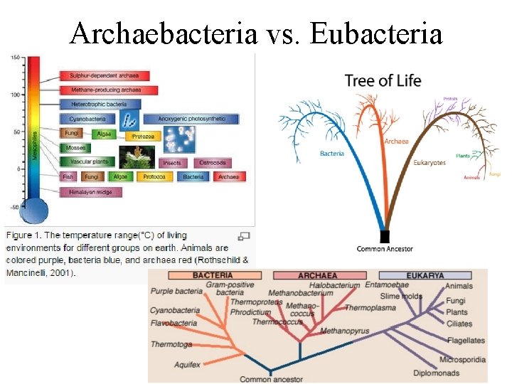 Archaebacteria vs. Eubacteria 