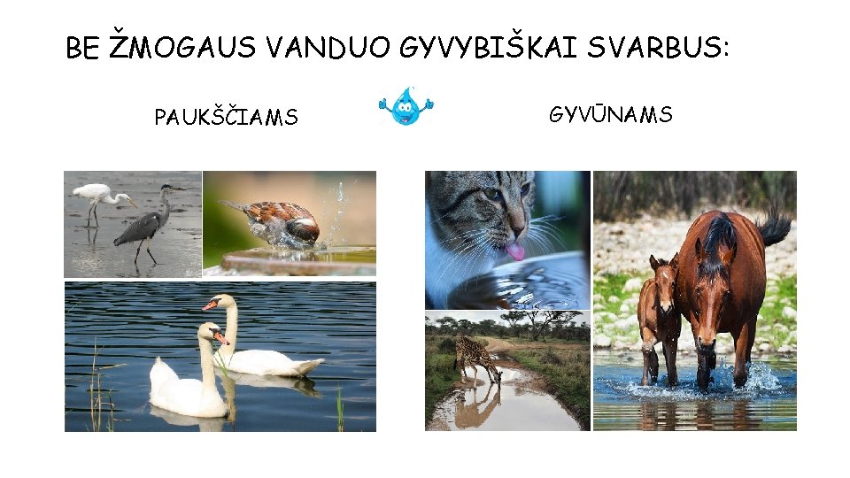 BE ŽMOGAUS VANDUO GYVYBIŠKAI SVARBUS: PAUKŠČIAMS GYVŪNAMS 