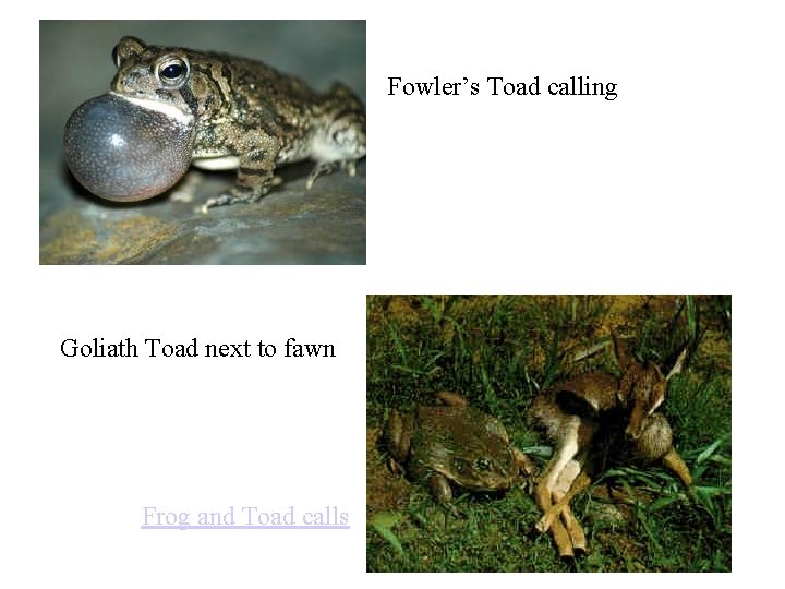 Fowler’s Toad calling Goliath Toad next to fawn Frog and Toad calls 