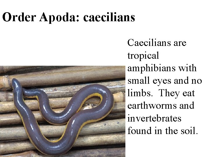 Order Apoda: caecilians Caecilians are tropical amphibians with small eyes and no limbs. They