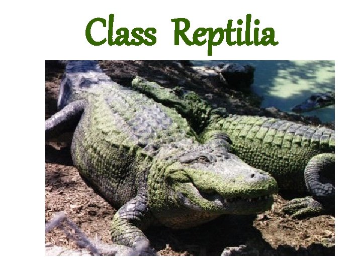 Class Reptilia 