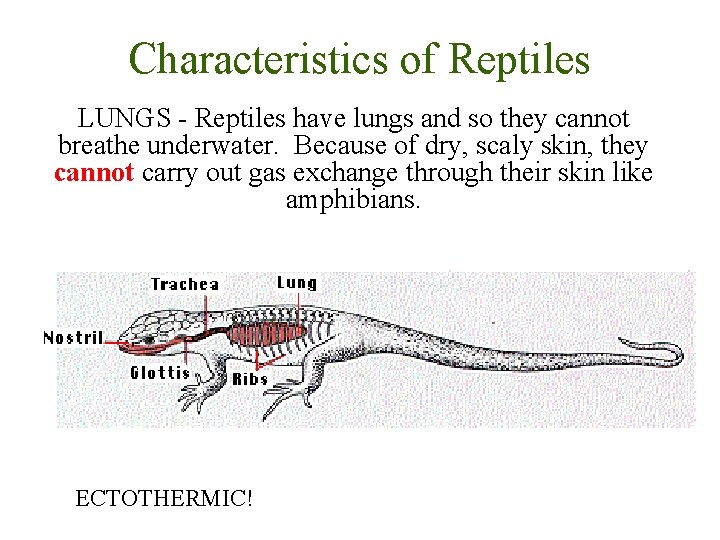 Characteristics of Reptiles LUNGS - Reptiles have lungs and so they cannot breathe underwater.