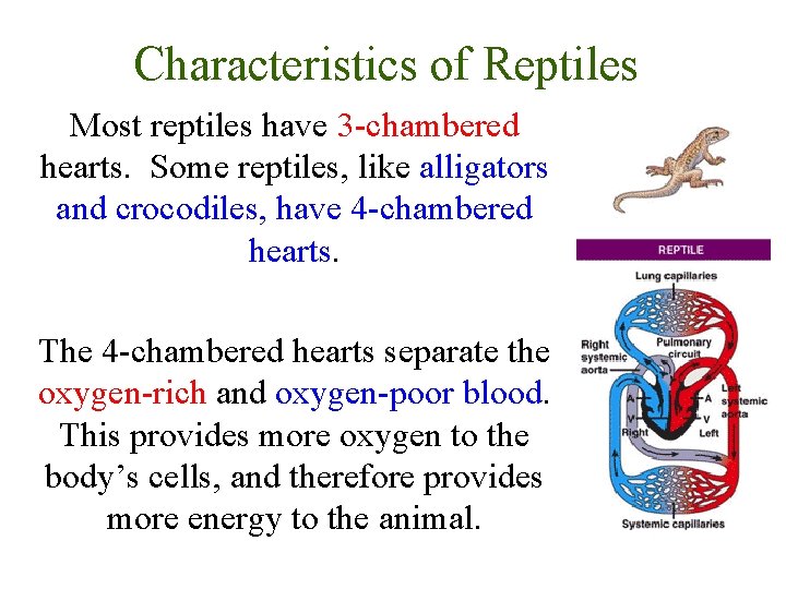 Characteristics of Reptiles Most reptiles have 3 -chambered hearts. Some reptiles, like alligators and