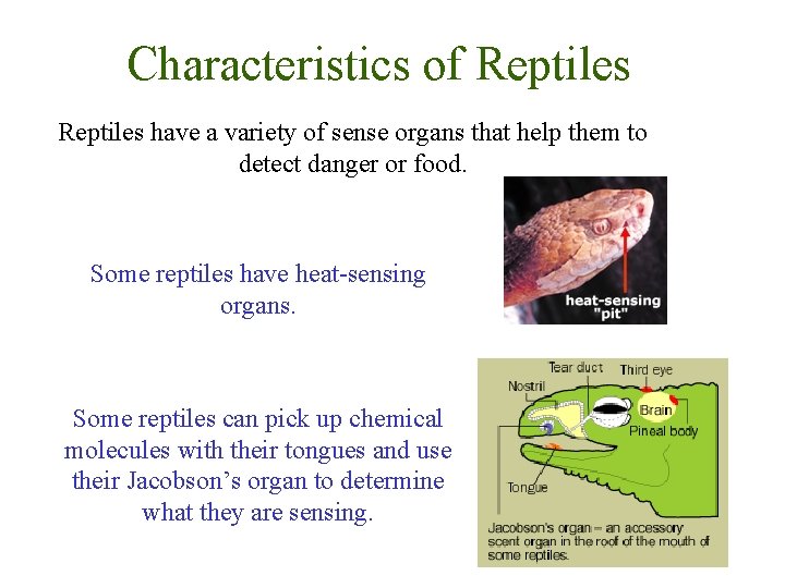 Characteristics of Reptiles have a variety of sense organs that help them to detect