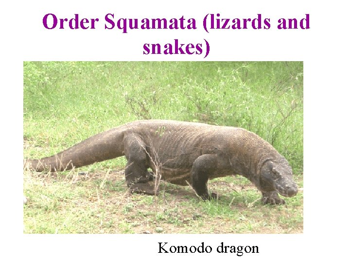 Order Squamata (lizards and snakes) Komodo dragon 