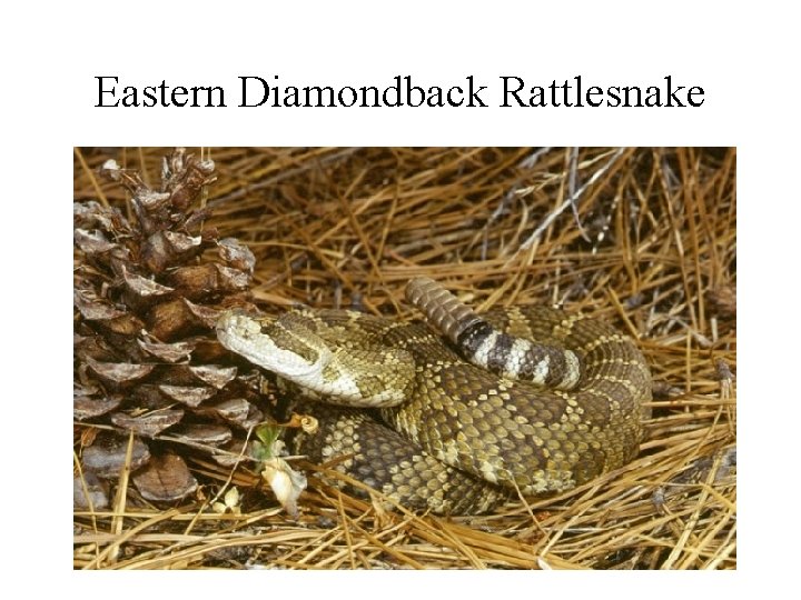 Eastern Diamondback Rattlesnake 