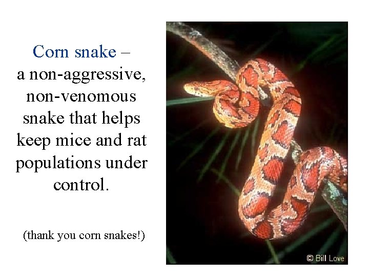 Corn snake – a non-aggressive, non-venomous snake that helps keep mice and rat populations