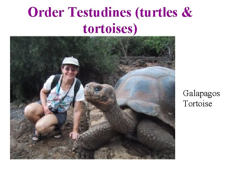Order Testudines (turtles & tortoises) Galapagos Tortoise 