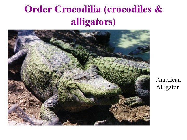 Order Crocodilia (crocodiles & alligators) American Alligator 