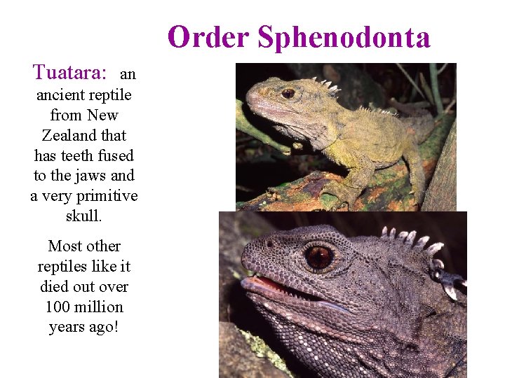 Order Sphenodonta Tuatara: an ancient reptile from New Zealand that has teeth fused to