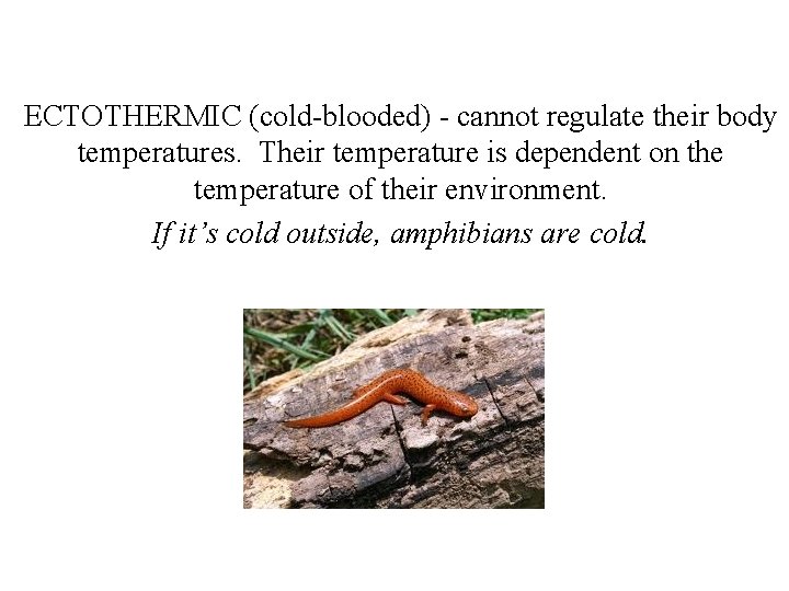 ECTOTHERMIC (cold-blooded) - cannot regulate their body temperatures. Their temperature is dependent on the