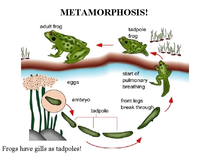 METAMORPHOSIS! Frogs have gills as tadpoles! 