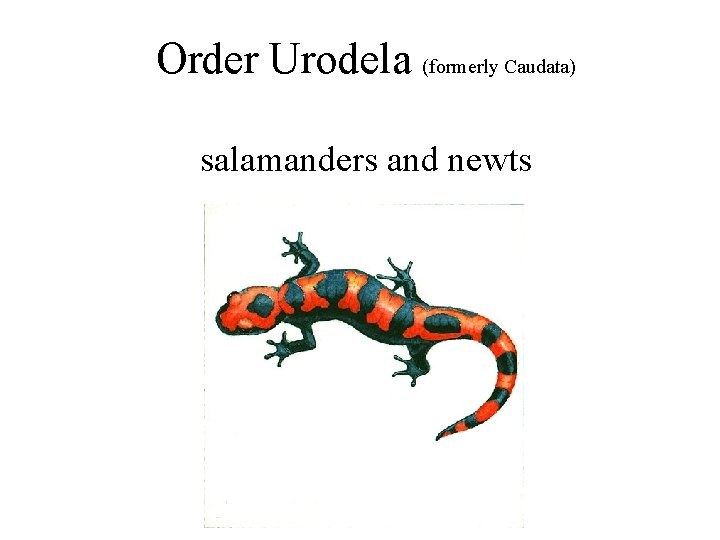 Order Urodela (formerly Caudata) salamanders and newts 
