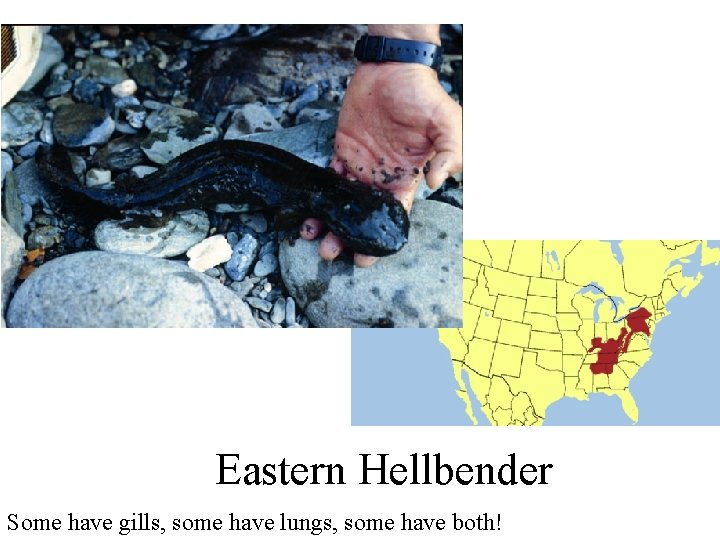 Eastern Hellbender Some have gills, some have lungs, some have both! 